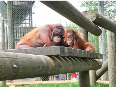 Zoo de Santillana  (1).webp